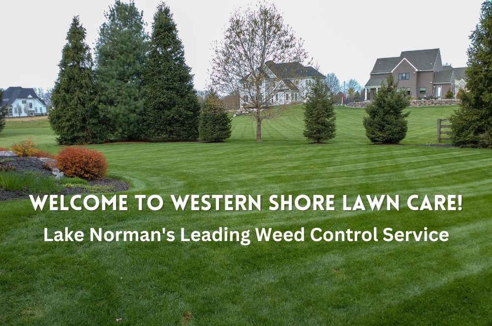 Western Shore Lawn Care Weed Control Service