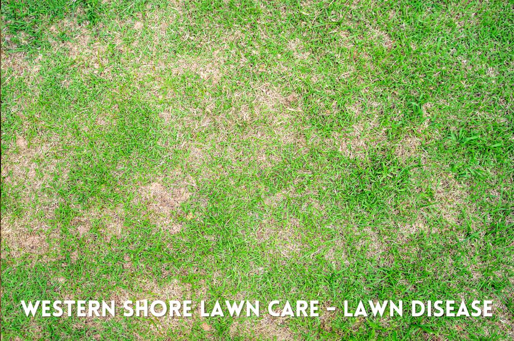 Lawn Disease Treatment