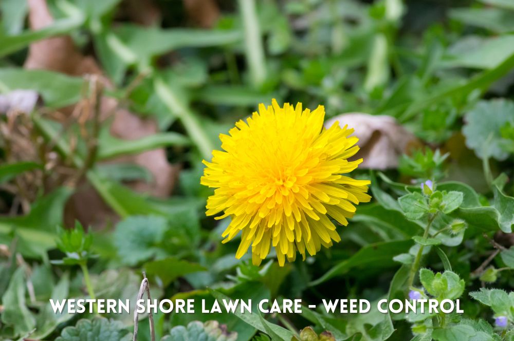 Weed Control Services